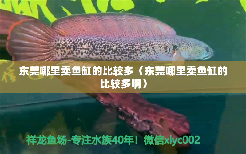 東莞哪里賣魚缸的比較多（東莞哪里賣魚缸的比較多?。?祥龍水族醫(yī)院