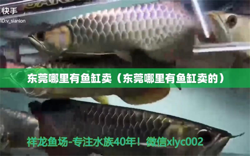 東莞哪里有魚缸賣（東莞哪里有魚缸賣的） 其他品牌魚缸