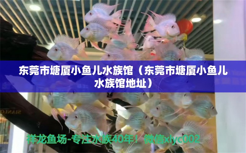 東莞市塘廈小魚(yú)兒水族館（東莞市塘廈小魚(yú)兒水族館地址）