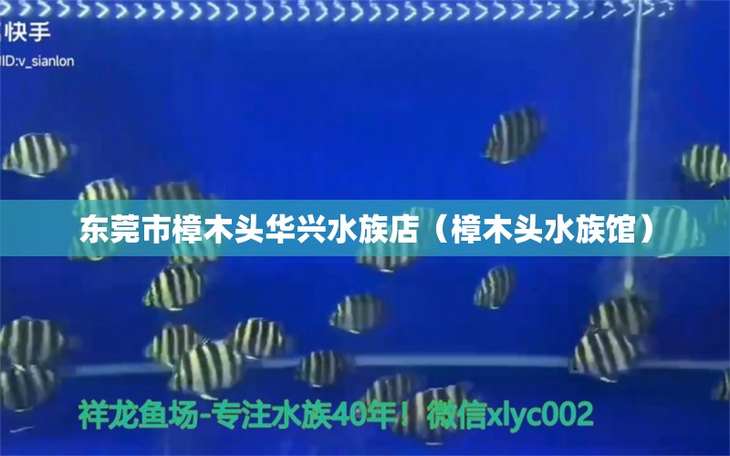 東莞市樟木頭華興水族店（樟木頭水族館）