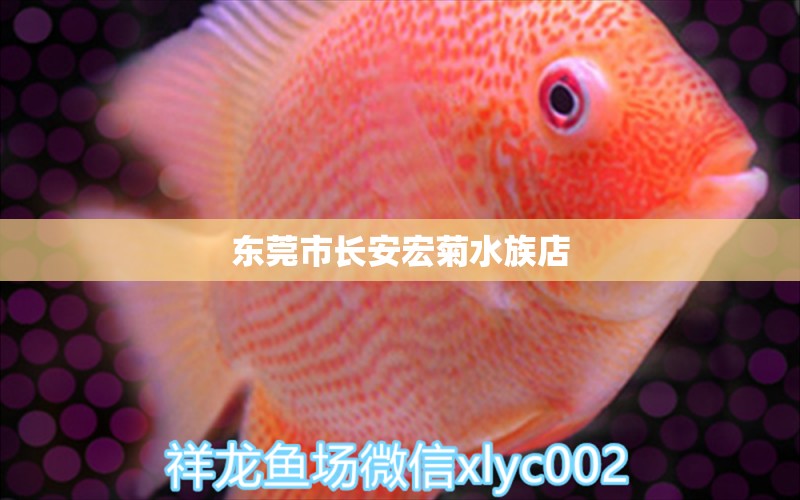 東莞市長安宏菊水族店