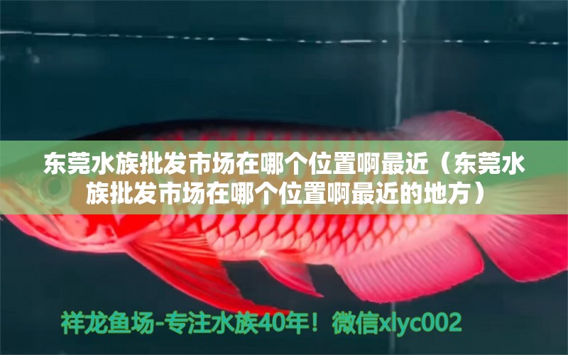 東莞水族批發(fā)市場(chǎng)在哪個(gè)位置啊最近（東莞水族批發(fā)市場(chǎng)在哪個(gè)位置啊最近的地方） 黃金斑馬魚