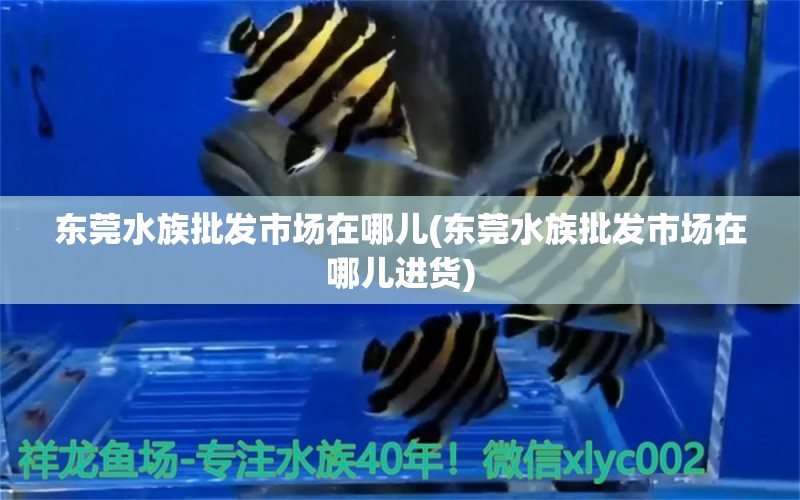 東莞水族批發(fā)市場在哪兒(東莞水族批發(fā)市場在哪兒進(jìn)貨) 觀賞魚水族批發(fā)市場