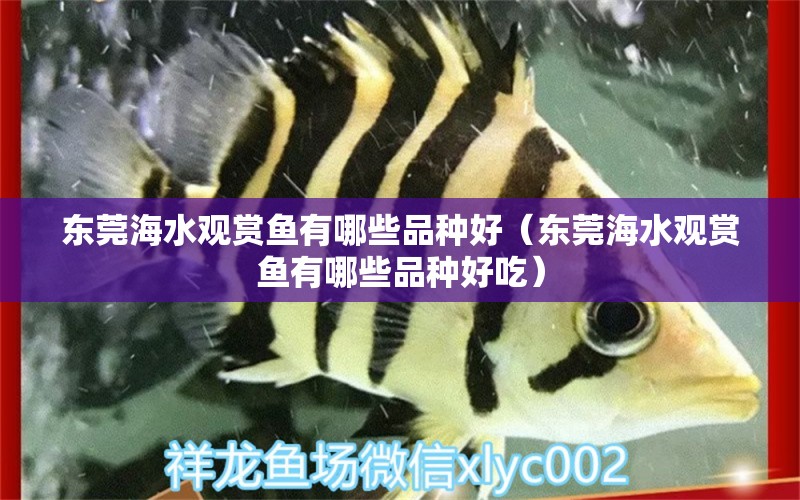 東莞海水觀賞魚有哪些品種好（東莞海水觀賞魚有哪些品種好吃） 森森魚缸