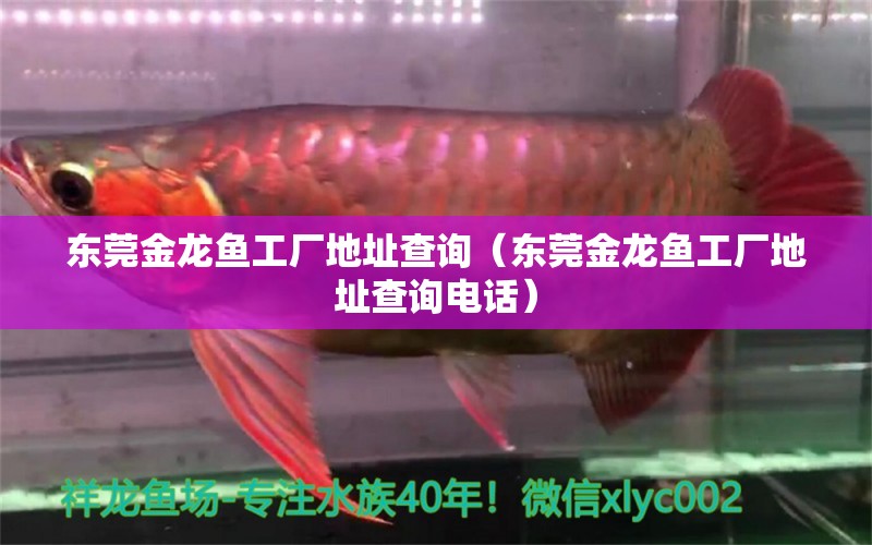 東莞金龍魚工廠地址查詢（東莞金龍魚工廠地址查詢電話） 祥龍水族醫(yī)院