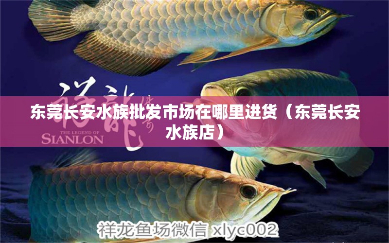 東莞長安水族批發(fā)市場在哪里進貨（東莞長安水族店） ?；?異型虎魚/純色虎魚