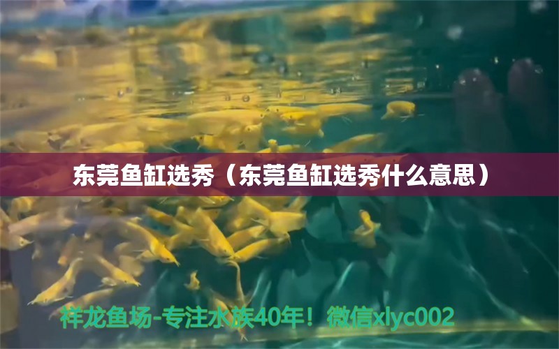 東莞魚缸選秀（東莞魚缸選秀什么意思） 其他品牌魚缸