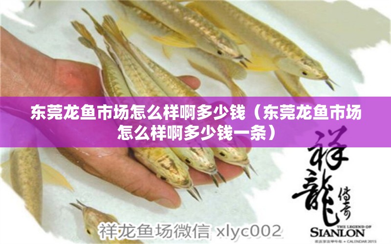 東莞龍魚市場怎么樣啊多少錢（東莞龍魚市場怎么樣啊多少錢一條）