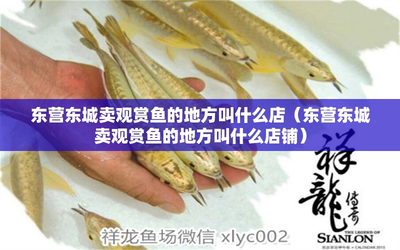 東營東城賣觀賞魚的地方叫什么店（東營東城賣觀賞魚的地方叫什么店鋪） 綠皮辣椒小紅龍