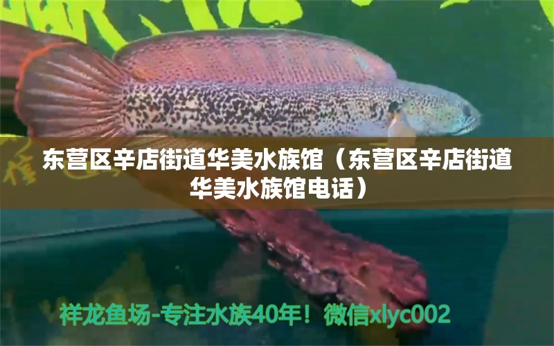 東營區(qū)辛店街道華美水族館（東營區(qū)辛店街道華美水族館電話） 全國水族館企業(yè)名錄