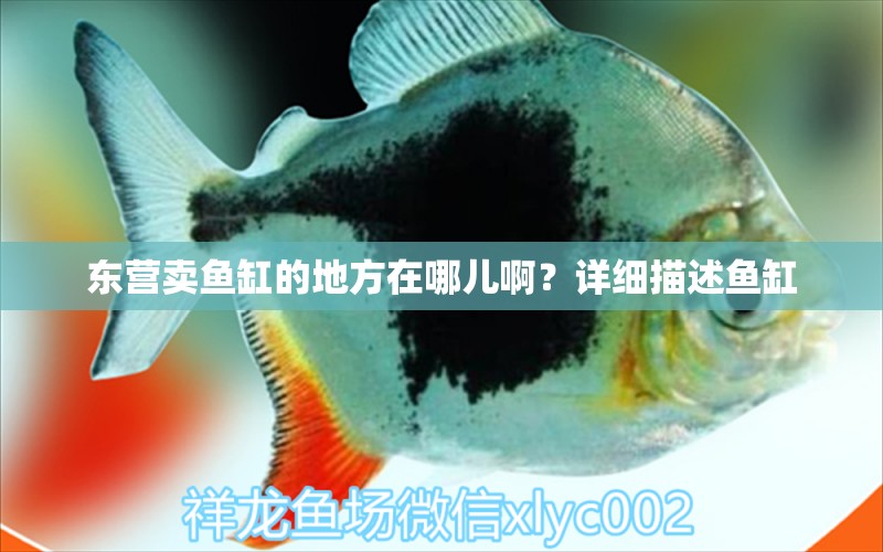 東營(yíng)賣(mài)魚(yú)缸的地方在哪兒?。吭敿?xì)描述魚(yú)缸