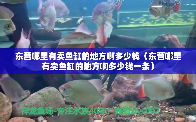 東營哪里有賣魚缸的地方啊多少錢（東營哪里有賣魚缸的地方啊多少錢一條） 大白鯊魚苗 第1張