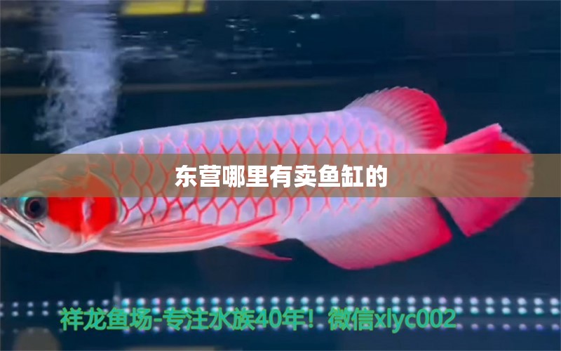 東營(yíng)哪里有賣(mài)魚(yú)缸的