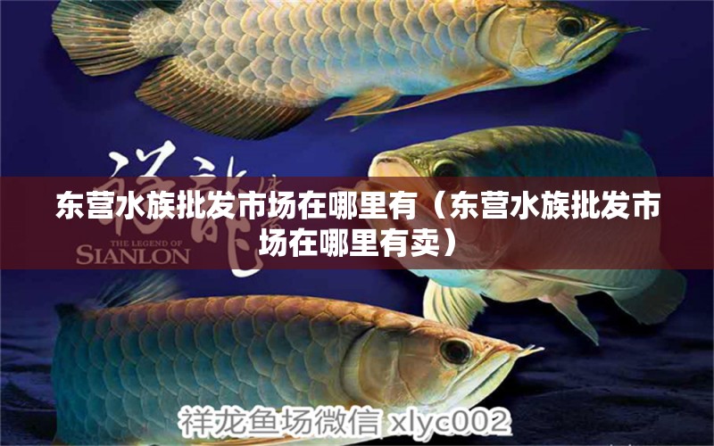 東營(yíng)水族批發(fā)市場(chǎng)在哪里有（東營(yíng)水族批發(fā)市場(chǎng)在哪里有賣(mài)）