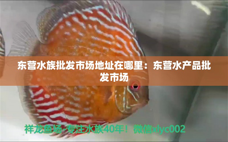 東營水族批發(fā)市場地址在哪里：東營水產(chǎn)品批發(fā)市場