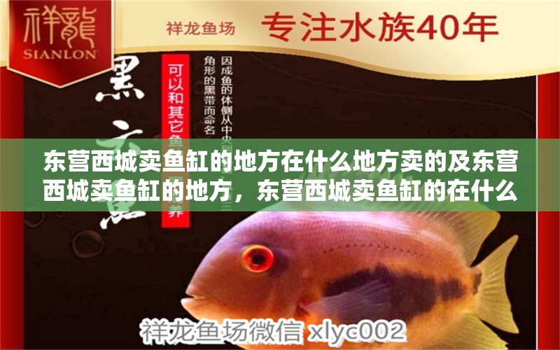 東營西城賣魚缸的地方在什么地方賣的及東營西城賣魚缸的地方，東營西城賣魚缸的在什么地方賣的 泰國斗魚 第2張