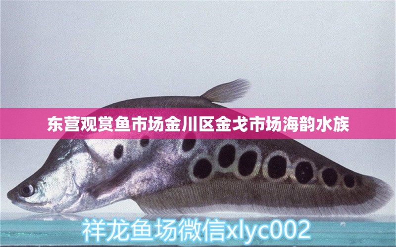 東營(yíng)觀賞魚市場(chǎng)金川區(qū)金戈市場(chǎng)海韻水族