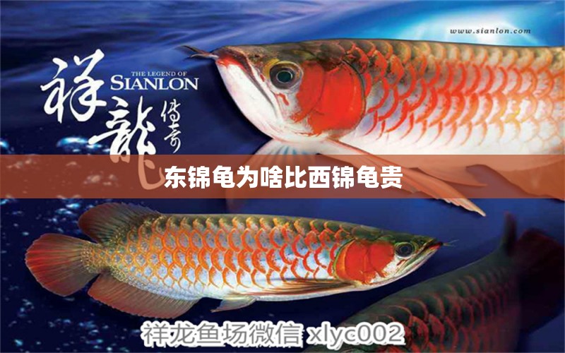 東錦龜為啥比西錦龜貴 巨骨舌魚 第2張