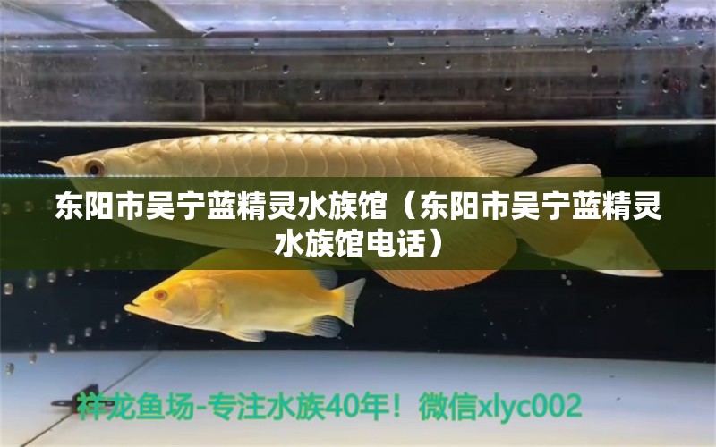 東陽市吳寧藍精靈水族館（東陽市吳寧藍精靈水族館電話） 全國水族館企業(yè)名錄