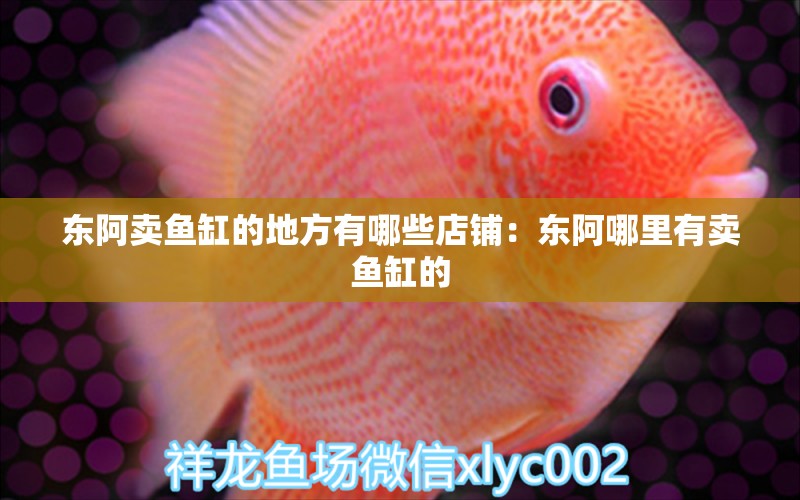 東阿賣魚缸的地方有哪些店鋪：東阿哪里有賣魚缸的