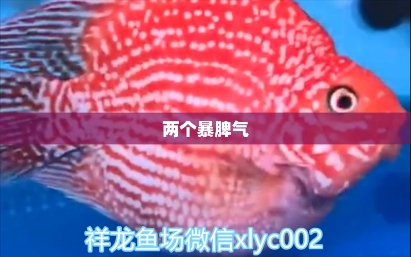 兩個(gè)暴脾氣 虎斑恐龍魚(yú) 第2張