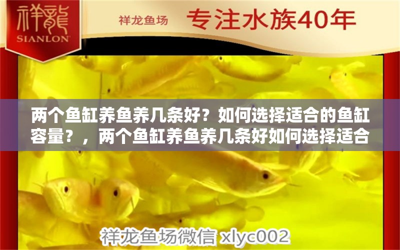 兩個(gè)魚缸養(yǎng)魚養(yǎng)幾條好？如何選擇適合的魚缸容量？，兩個(gè)魚缸養(yǎng)魚養(yǎng)幾條好如何選擇適合的魚缸容量 白子紅龍魚 第1張