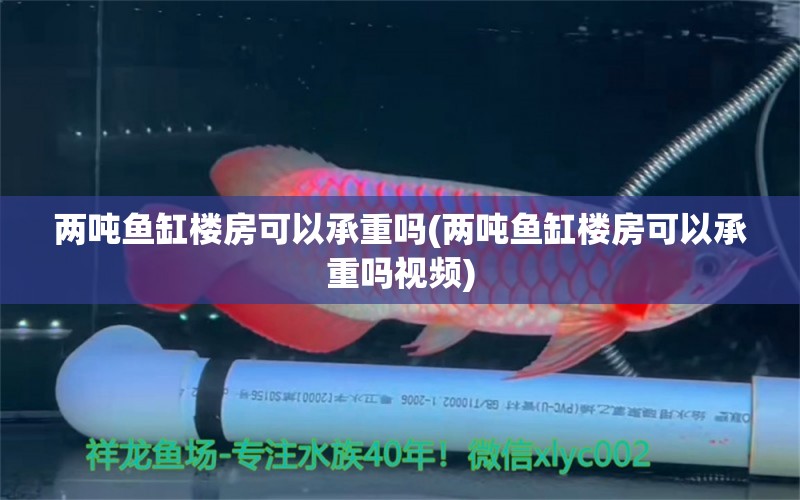 兩噸魚缸樓房可以承重嗎(兩噸魚缸樓房可以承重嗎視頻) 斑馬鴨嘴魚