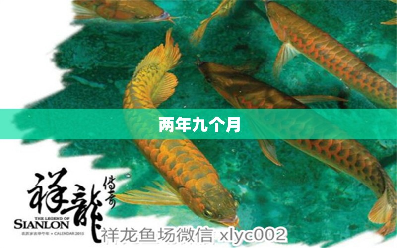 兩年九個(gè)月 觀賞魚(yú)論壇 第2張