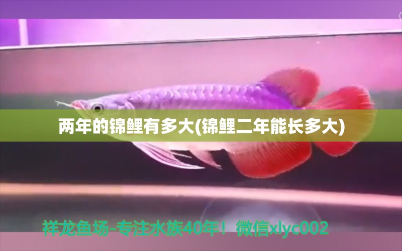 兩年的錦鯉有多大(錦鯉二年能長(zhǎng)多大) 黑桃A魚