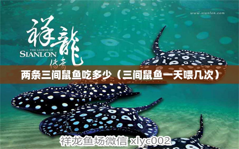 兩條三間鼠魚(yú)吃多少（三間鼠魚(yú)一天喂幾次）