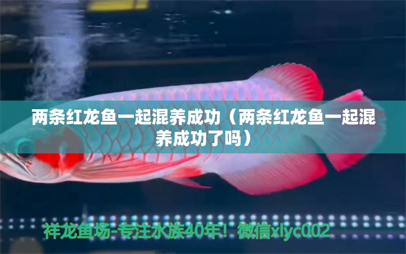 兩條紅龍魚一起混養(yǎng)成功（兩條紅龍魚一起混養(yǎng)成功了嗎） 龍魚疾病與治療