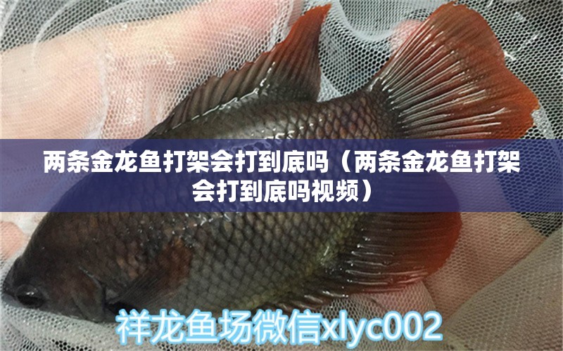 兩條金龍魚打架會(huì)打到底嗎（兩條金龍魚打架會(huì)打到底嗎視頻）