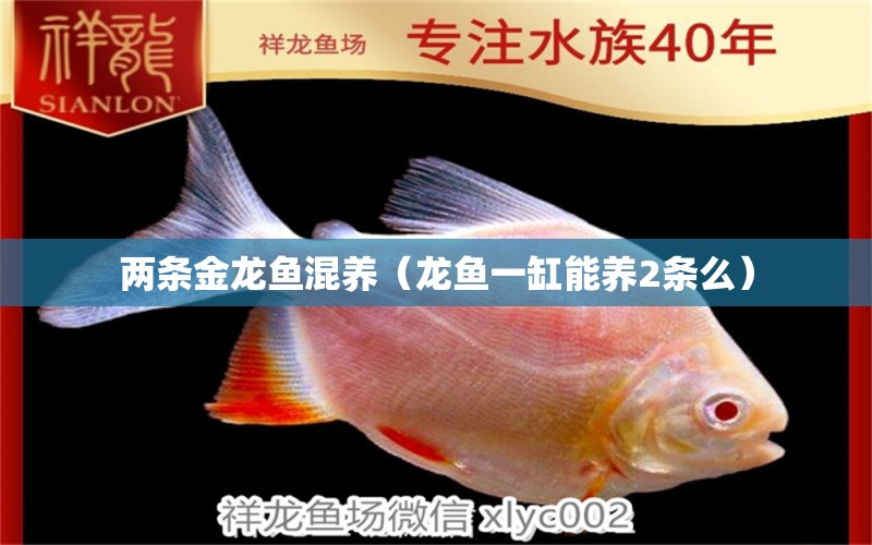 兩條金龍魚混養(yǎng)（龍魚一缸能養(yǎng)2條么） 稀有金龍魚 第1張