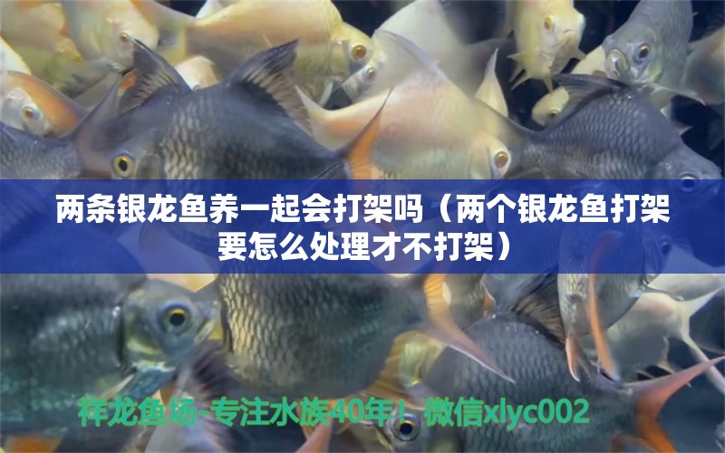 兩條銀龍魚(yú)養(yǎng)一起會(huì)打架嗎（兩個(gè)銀龍魚(yú)打架要怎么處理才不打架） 銀龍魚(yú)