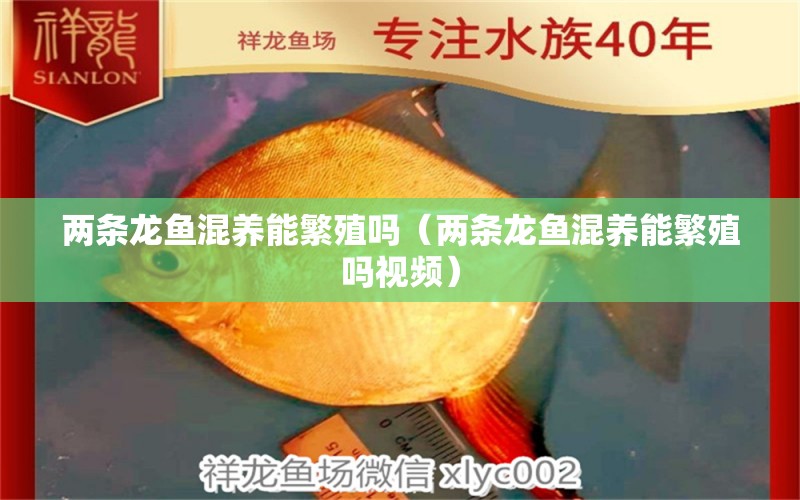 兩條龍魚混養(yǎng)能繁殖嗎（兩條龍魚混養(yǎng)能繁殖嗎視頻）