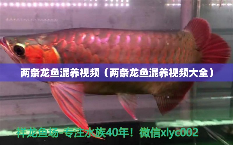 兩條龍魚混養(yǎng)視頻（兩條龍魚混養(yǎng)視頻大全） 龍魚疾病與治療