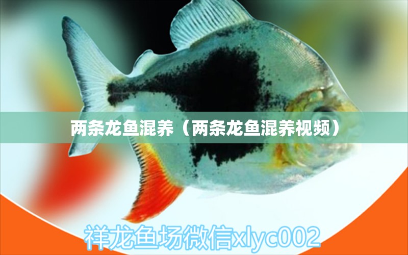 兩條龍魚混養(yǎng)（兩條龍魚混養(yǎng)視頻）