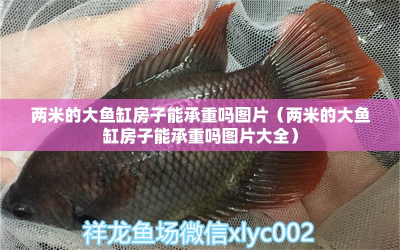 兩米的大魚(yú)缸房子能承重嗎圖片（兩米的大魚(yú)缸房子能承重嗎圖片大全）