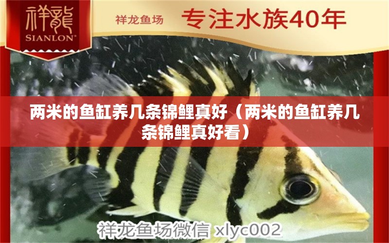 兩米的魚(yú)缸養(yǎng)幾條錦鯉真好（兩米的魚(yú)缸養(yǎng)幾條錦鯉真好看）