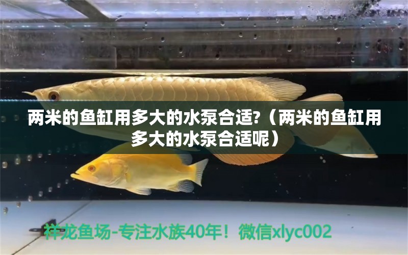 兩米的魚缸用多大的水泵合適?（兩米的魚缸用多大的水泵合適呢）