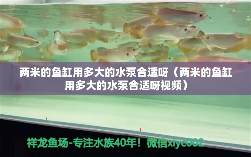 兩米的魚缸用多大的水泵合適呀（兩米的魚缸用多大的水泵合適呀視頻）