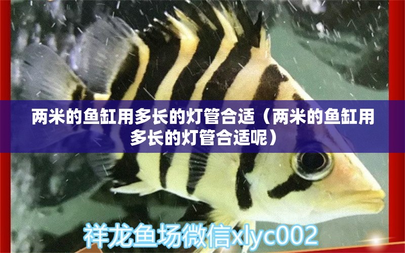 兩米的魚缸用多長的燈管合適（兩米的魚缸用多長的燈管合適呢） 其他品牌魚缸