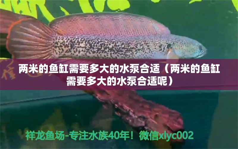 兩米的魚(yú)缸需要多大的水泵合適（兩米的魚(yú)缸需要多大的水泵合適呢）