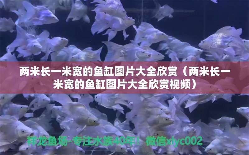 兩米長(zhǎng)一米寬的魚缸圖片大全欣賞（兩米長(zhǎng)一米寬的魚缸圖片大全欣賞視頻） 其他品牌魚缸