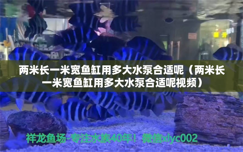 兩米長一米寬魚缸用多大水泵合適呢（兩米長一米寬魚缸用多大水泵合適呢視頻）