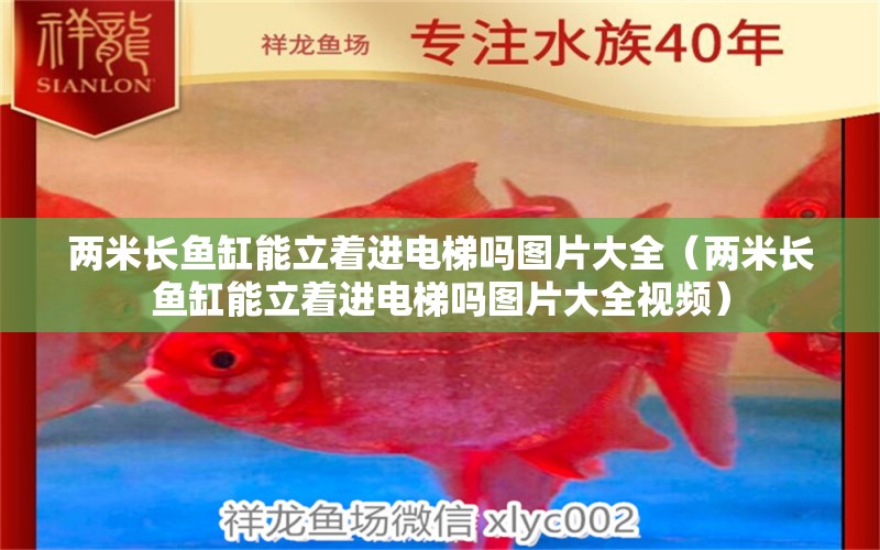 兩米長(zhǎng)魚缸能立著進(jìn)電梯嗎圖片大全（兩米長(zhǎng)魚缸能立著進(jìn)電梯嗎圖片大全視頻）