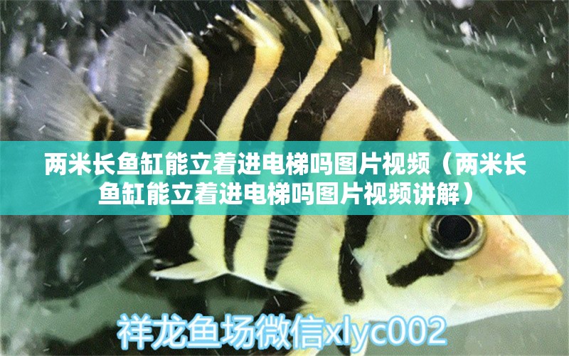 兩米長(zhǎng)魚缸能立著進(jìn)電梯嗎圖片視頻（兩米長(zhǎng)魚缸能立著進(jìn)電梯嗎圖片視頻講解）