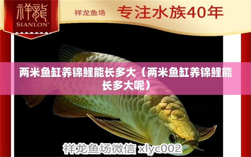 兩米魚缸養(yǎng)錦鯉能長多大（兩米魚缸養(yǎng)錦鯉能長多大呢）