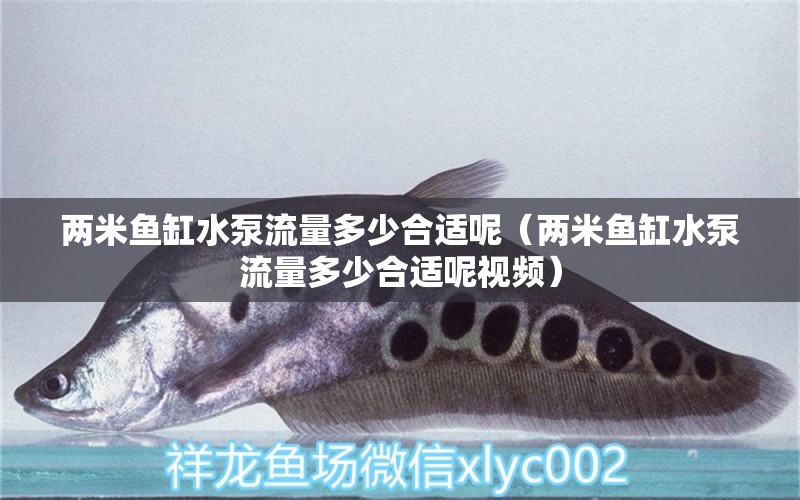 兩米魚缸水泵流量多少合適呢（兩米魚缸水泵流量多少合適呢視頻） 魚缸水泵