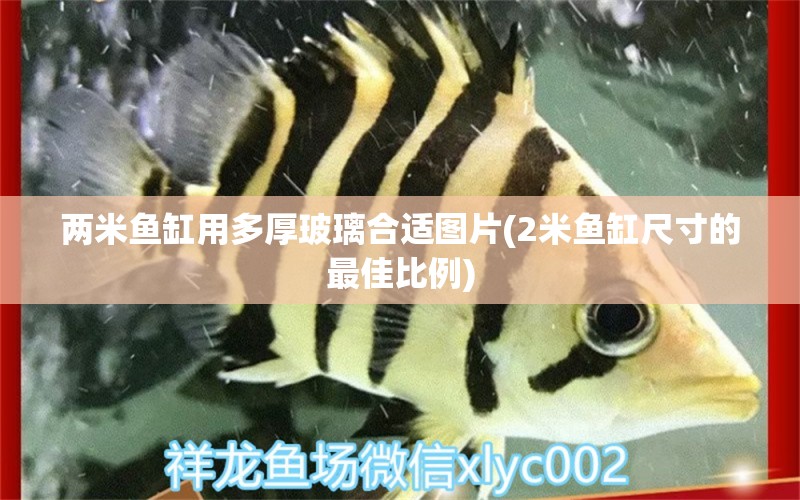 兩米魚(yú)缸用多厚玻璃合適圖片(2米魚(yú)缸尺寸的最佳比例)